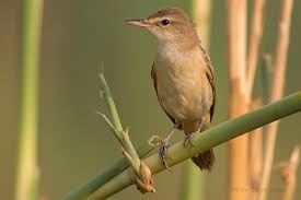Attēlu rezultāti vaicājumam “Acrocephalus arundinaceus adult”