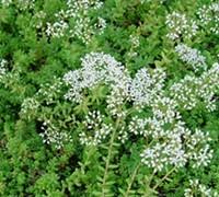 Attēlu rezultāti vaicājumam “Sedum album leaf”