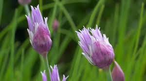 Attēlu rezultāti vaicājumam “Allium schoenoprasum bud”