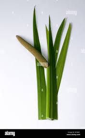 Attēlu rezultāti vaicājumam “Acorus calamus leaf”