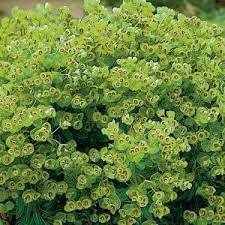 Attēlu rezultāti vaicājumam “Cribraria martinii”