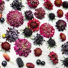 Attēlu rezultāti vaicājumam “Centaurea scabiosa fruit”