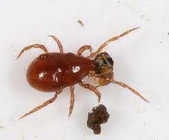 Attēlu rezultāti vaicājumam “Poecilochirus sp.”