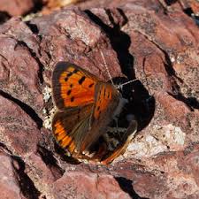 Attēlu rezultāti vaicājumam “Lycaena phlaeas underside”