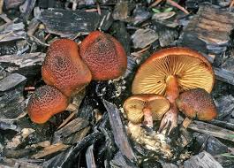 Attēlu rezultāti vaicājumam “Gymnopilus picreus”
