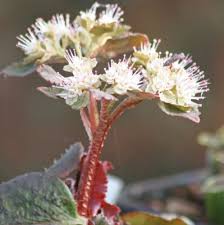 Attēlu rezultāti vaicājumam “Actaea spicata flower”