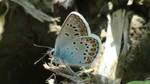 Attēlu rezultāti vaicājumam “Plebejus argus male”
