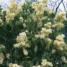 Attēlu rezultāti vaicājumam “Syringa vulgaris flower”