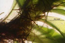 Attēlu rezultāti vaicājumam “Bryum moravicum”