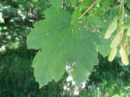 Attēlu rezultāti vaicājumam “Acer pseudoplatanus fo. purpurascens leaf”