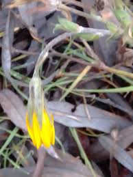 Attēlu rezultāti vaicājumam “Microbotryum tragopogonis - pratensis”