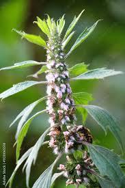 Attēlu rezultāti vaicājumam “Leonurus quinquelobatus”