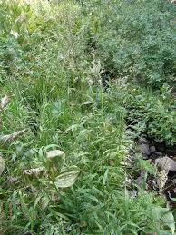 Attēlu rezultāti vaicājumam “Cinna latifolia”