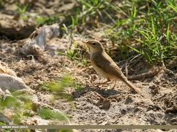 Image result for Acrocephalus agricola