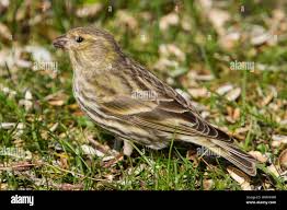 Image result for Serinus serinus