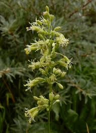 Attēlu rezultāti vaicājumam “Silene otites”