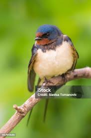 Attēlu rezultāti vaicājumam “Hirundinidae”