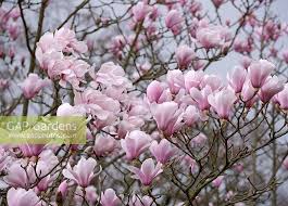 Attēlu rezultāti vaicājumam “Magnolia cylindrica”