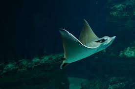 Image result for Aetomylaeus bovinus