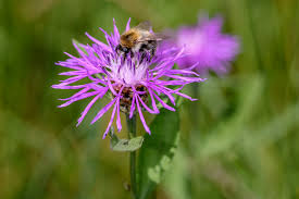 Image result for Flockenblume