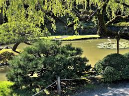 Attēlu rezultāti vaicājumam “Pinus mugo male flower”