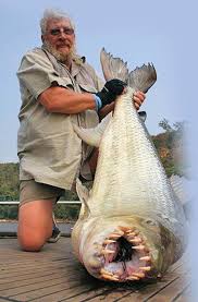 Image result for Goliath Tigerfish