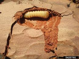 Attēlu rezultāti vaicājumam “Cerambycidae larva”