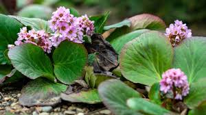 Attēlu rezultāti vaicājumam “Bergenia crassifolia flower”