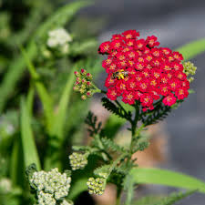 Image result for Achillea millefolium