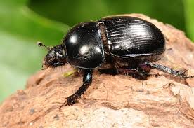 Attēlu rezultāti vaicājumam “Geotrupes”