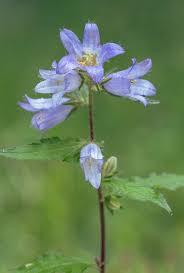 Image result for Campanula trachelium