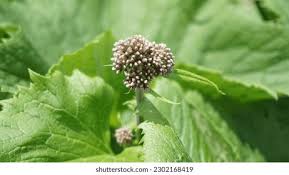 Attēlu rezultāti vaicājumam “Valeriana officinalis bud”