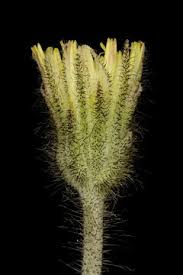 Attēlu rezultāti vaicājumam “Pilosella officinarum bud”