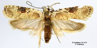 Attēlu rezultāti vaicājumam “Agonopterix alstromeriana”