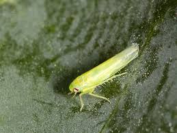 Attēlu rezultāti vaicājumam “Empoasca sp.”