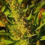 Attēlu rezultāti vaicājumam “Rumex maritimus fruit”