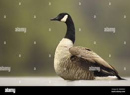 Attēlu rezultāti vaicājumam “Branta canadensis adult”