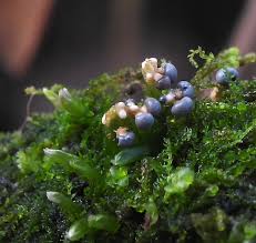 Attēlu rezultāti vaicājumam “Diderma ochraceum young”