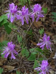 Attēlu rezultāti vaicājumam “Rhododendron canadense”