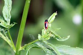 Attēlu rezultāti vaicājumam “Ampedus sanguinolentus”