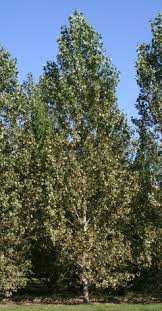 Attēlu rezultāti vaicājumam “Populus x petrowskyana”