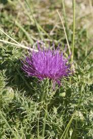 Attēlu rezultāti vaicājumam “Cirsium acaule”