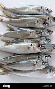 Image result for Trachurus mediterraneus