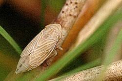 Attēlu rezultāti vaicājumam “Neophilaenus lineatus”