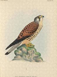 Attēlu rezultāti vaicājumam “Falco tinnunculus”