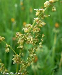 Attēlu rezultāti vaicājumam “Rumex acetosa bud”