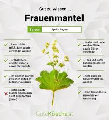 Image result for Frauenmantel