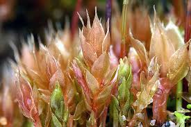 Attēlu rezultāti vaicājumam “Myurella julacea”