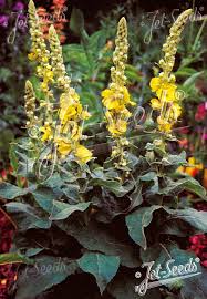 Image result for Verbascum phlomoides