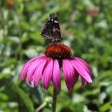 Image result for Echinacea purpurea